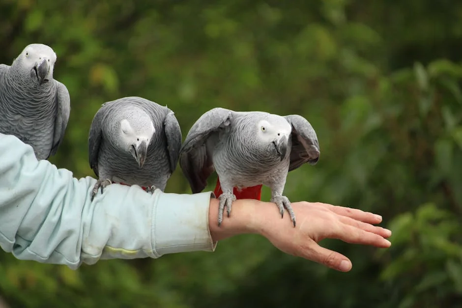 玄鳳鸚鵡