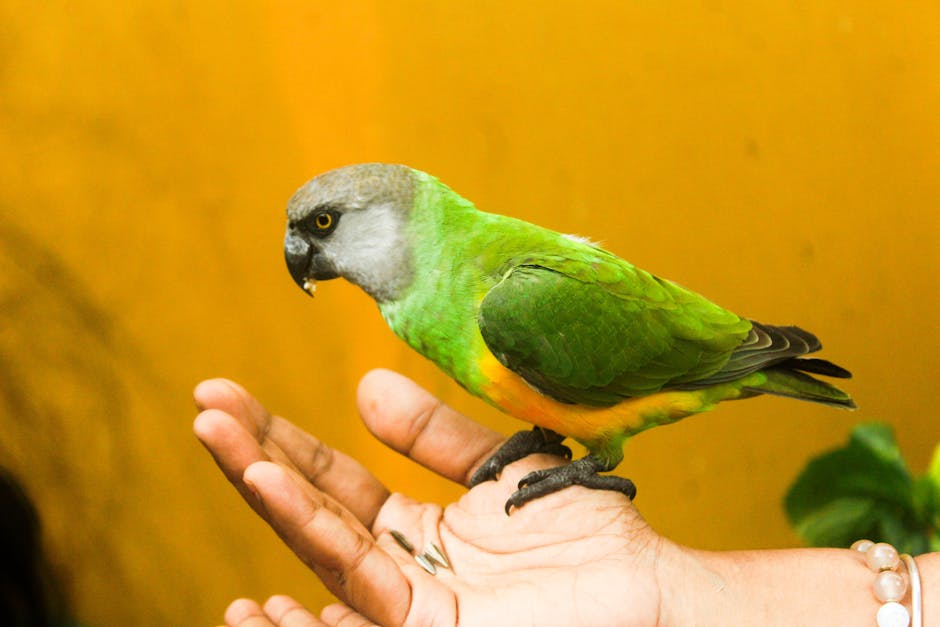 parrot 3