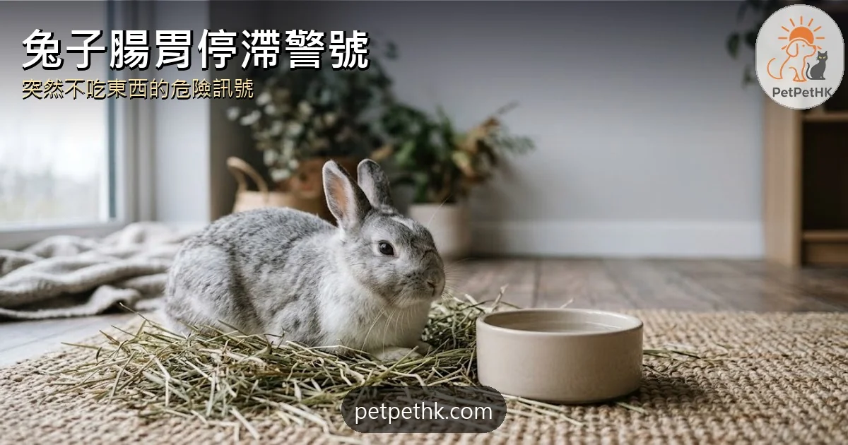兔子腸胃停滯警號｜突然不吃東西為何短時間可致命＋5個兔子身體冷知識｜2026