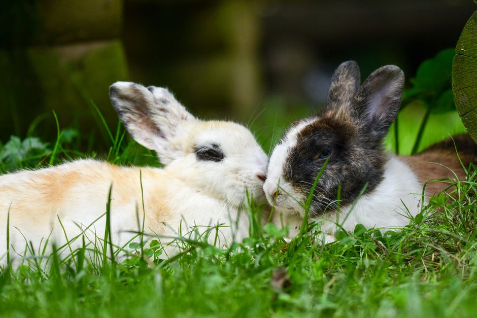 兔仔倉鼠會唔會打爛嘢？｜小動物破壞行為完全解碼