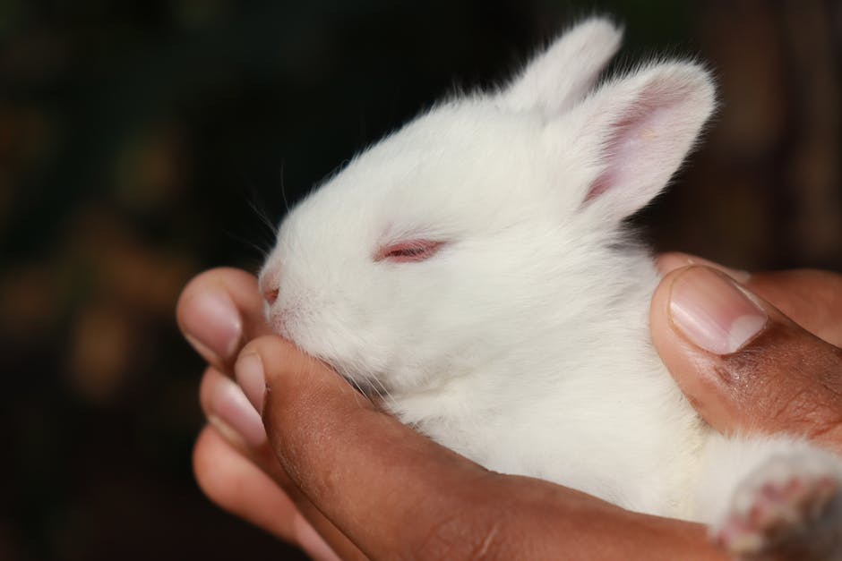 rabbit 3