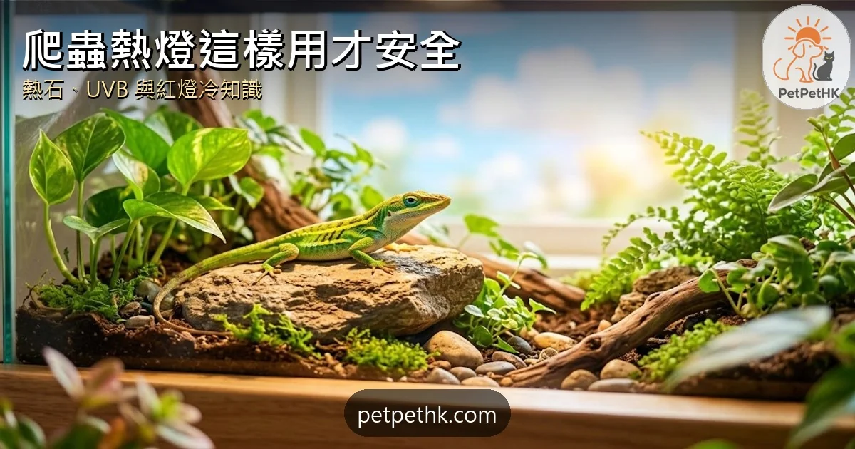 爬蟲熱燈與UVB照護2026｜熱石燙傷、紅燈爭議與外溫動物冷知識