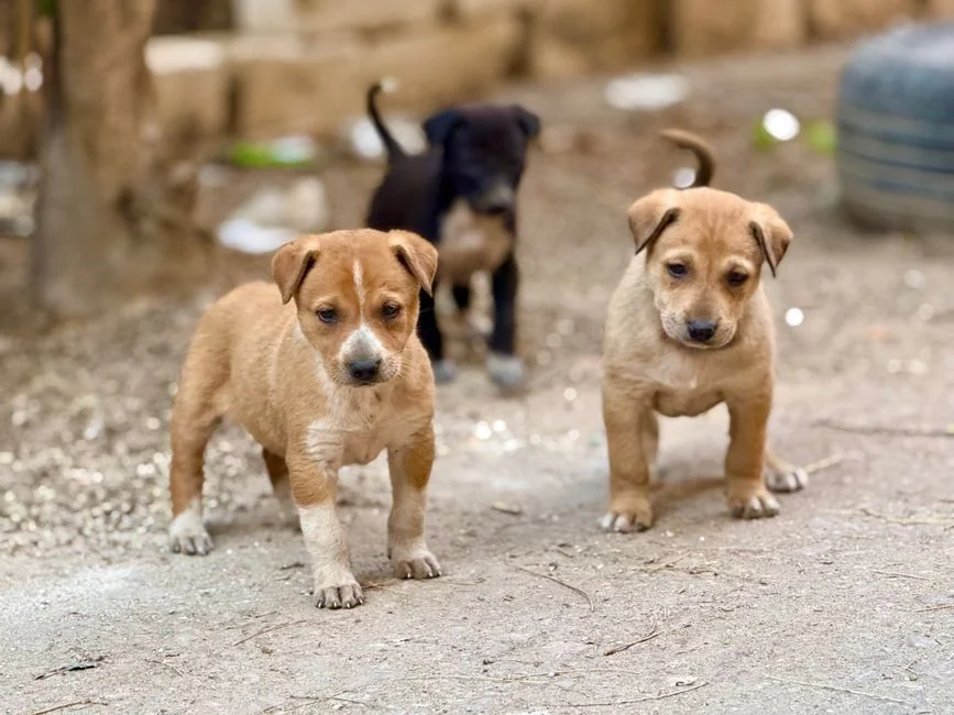 朋友假扮雕像突襲西摩犬：一次「嚇兩次」的惡作劇，揭開狗狗版「恐怖谷效應」