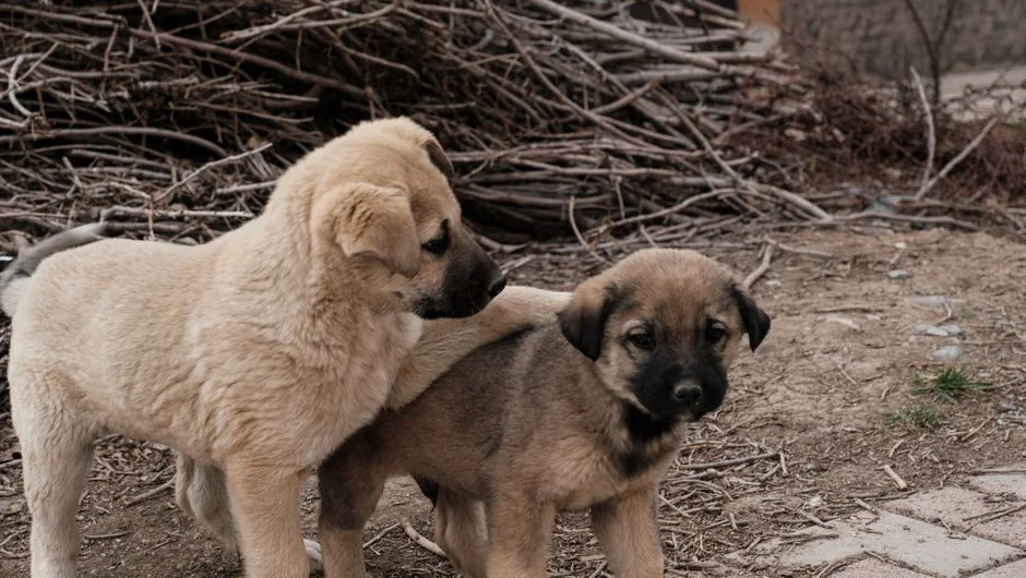 西摩犬天性好奇親人，招牌笑臉惹人喜愛