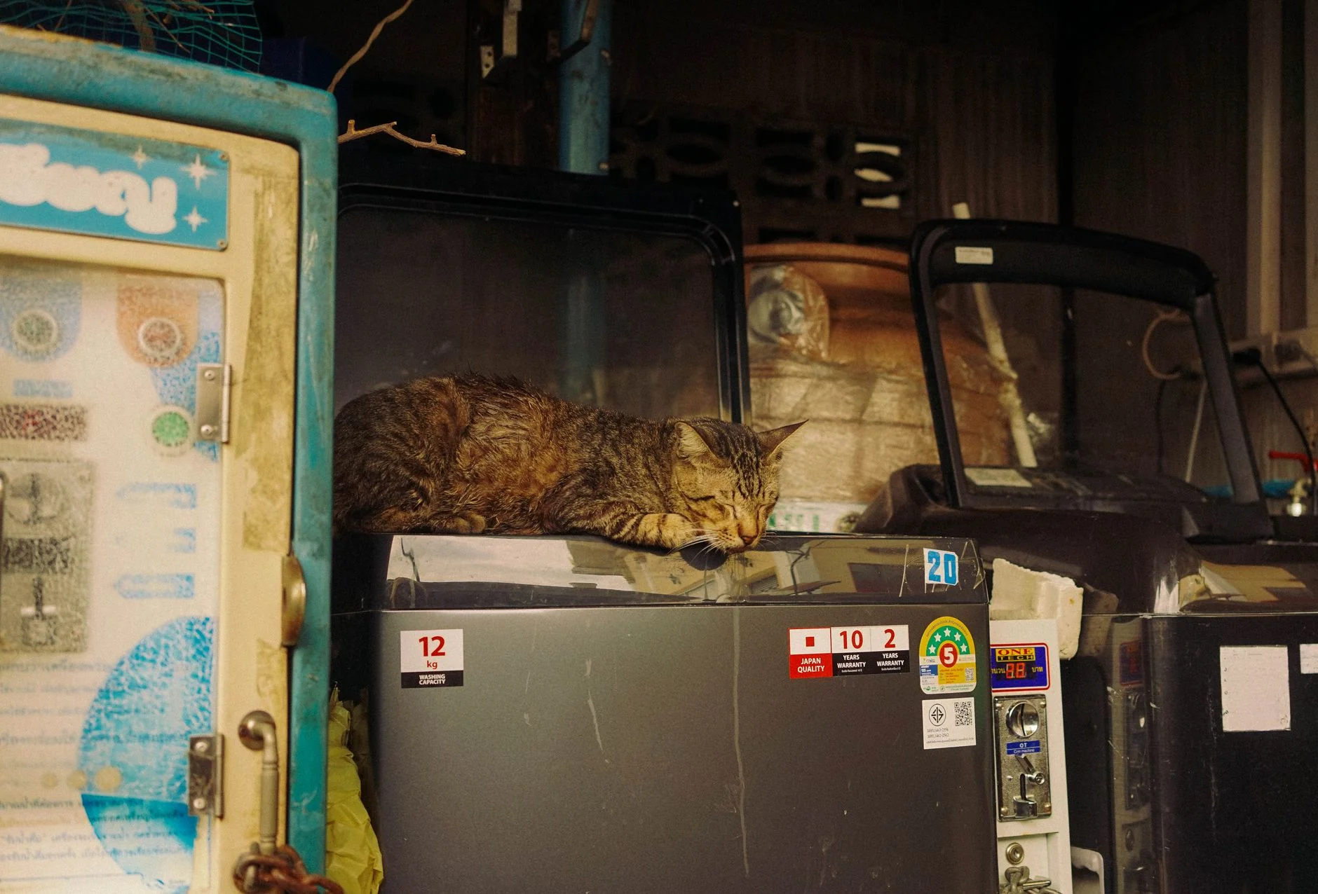 香港觀賞蝦蟹飼養法律指南：CITES 規定與合法飼養須知
