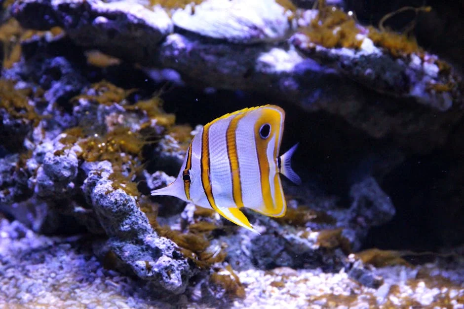 熱帶觀賞魚水族箱