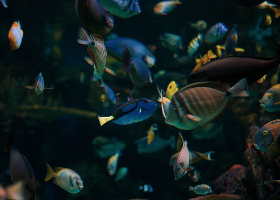 fish 2