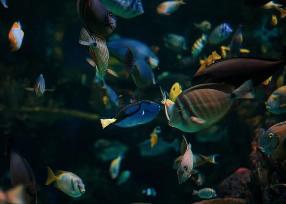 孔雀魚