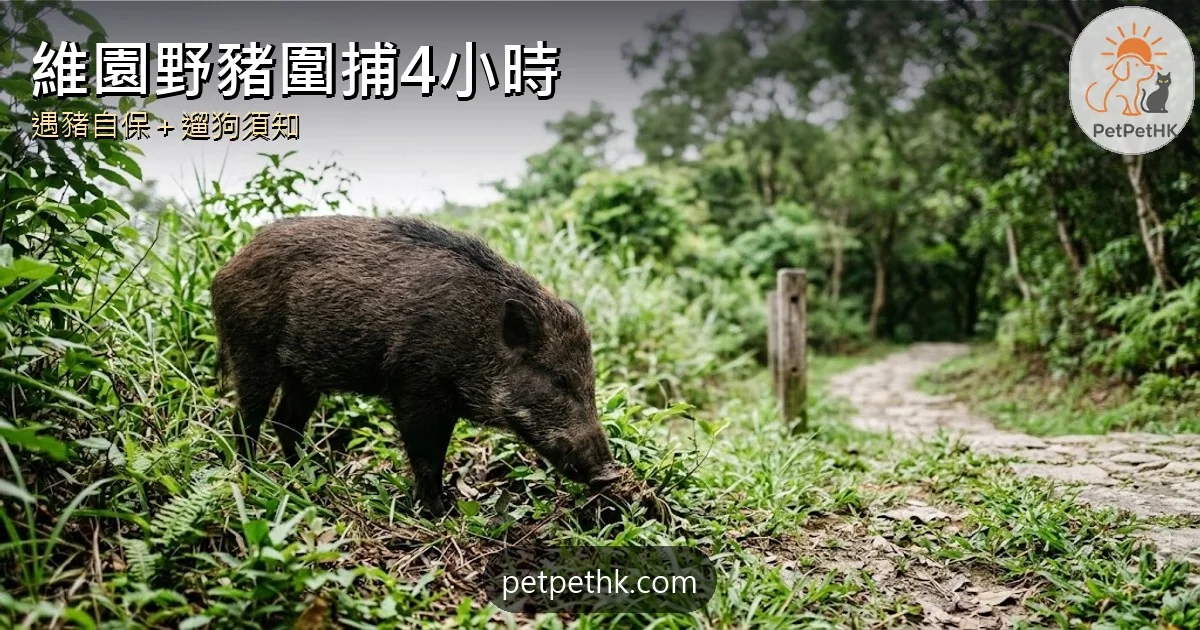 維園野豬出沒2026｜銅鑼灣圍捕4小時、上半年540宗滋擾與遛狗自保須知