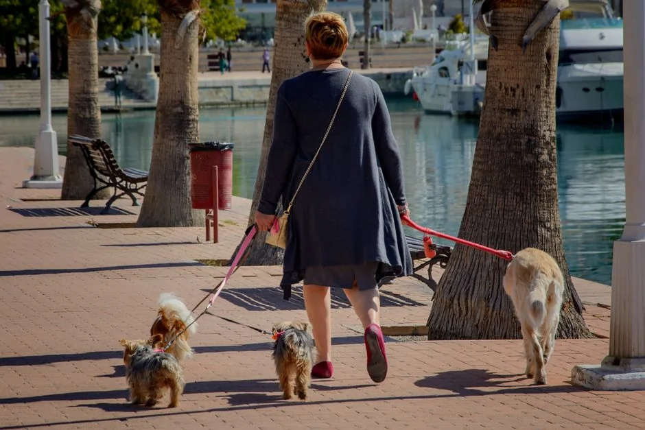 主人與愛犬在西九海濱長廊散步欣賞維港景色